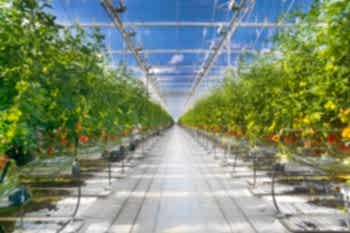 Беспочвенная Томатная Теплица Arya Greenhouse Systems
