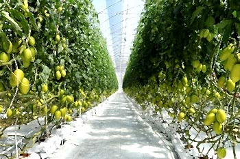 Беспочвенная Томатная Теплица Arya Greenhouse Systems