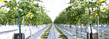 Беспочвенная Томатная Теплица Arya Greenhouse Systems
