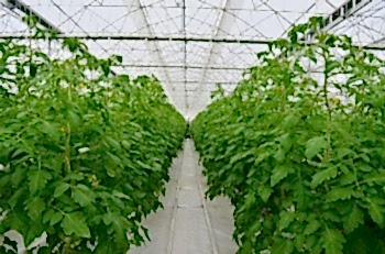 Беспочвенная Томатная Теплица Arya Greenhouse Systems