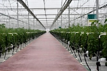 Беспочвенная Томатная Теплица Arya Greenhouse Systems