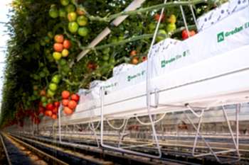 Беспочвенная Томатная Теплица Arya Greenhouse Systems