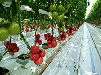 Беспочвенная Томатная Теплица Arya Greenhouse Systems