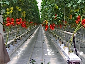 Беспочвенная Томатная Теплица Arya Greenhouse Systems