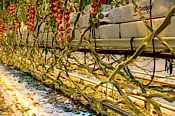 Беспочвенная Томатная Теплица Arya Greenhouse Systems