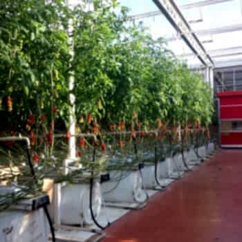 Беспочвенная Томатная Теплица Arya Greenhouse Systems