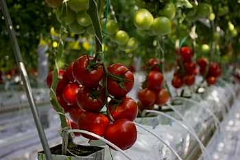 Беспочвенная Томатная Теплица Arya Greenhouse Systems