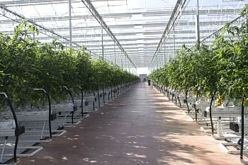 Беспочвенная Томатная Теплица Arya Greenhouse Systems