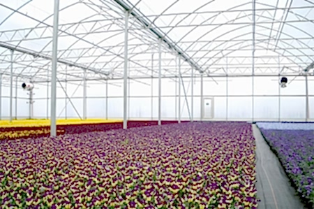 11 Arya Greenhouse Systems