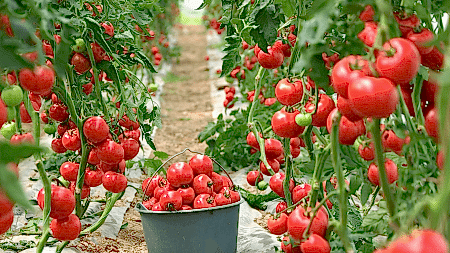 5 Arya Greenhouse Systems