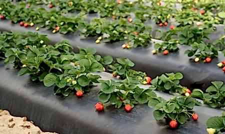 9 Arya Greenhouse Systems
