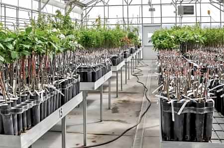 12 Arya Greenhouse Systems