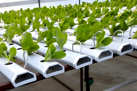 14 Arya Greenhouse Systems
