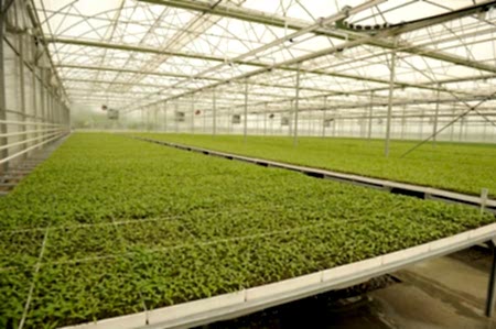 8 Arya Greenhouse Systems