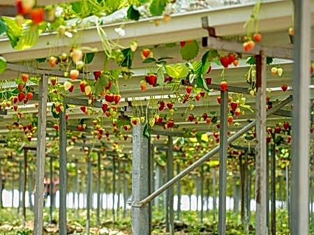 10 Arya Greenhouse Systems