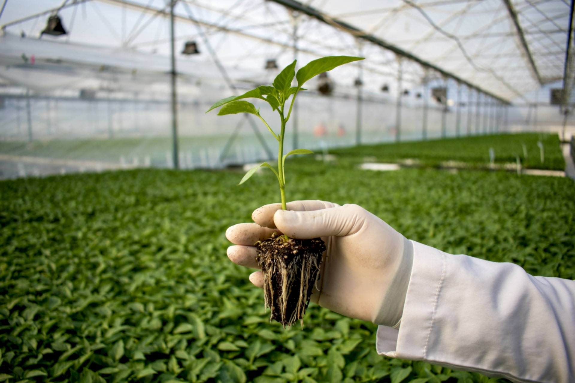 ARYA SERA SİSTEMLERİ Kusursuz Sera Sistemleri Kuruyoruz Arya Greenhouse Systems