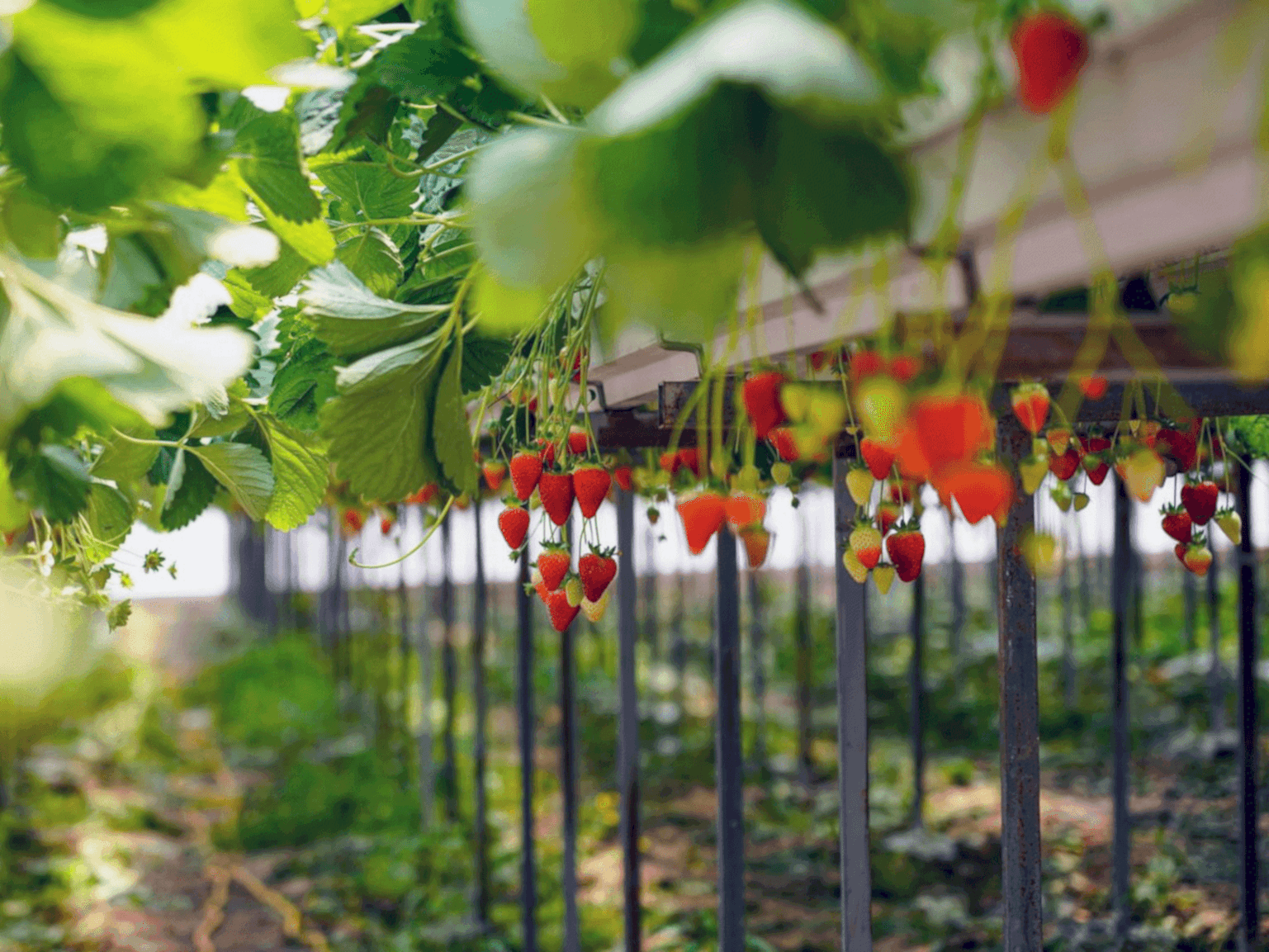 TOPRAKSIZ TARIM ÇİLEK SERASI  Arya Greenhouse Systems