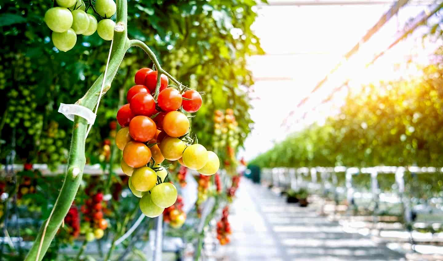 TOPRAKSIZ TARIM DOMATES  Arya Greenhouse Systems